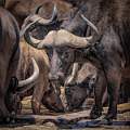 'Rush Hour' at the Waterhole_Wendy Mann